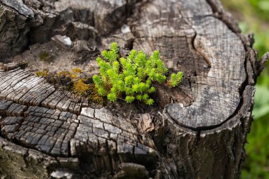 Sedum sexangulare, Crassulaceae familyasından bir bitki türü. Avrupa 'da yaygın,