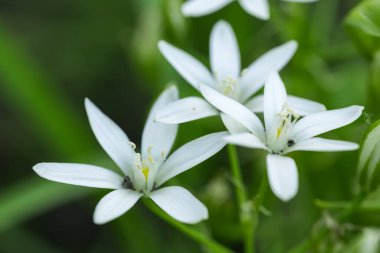 Ornithogalum çiçekleri. Bahar bahçesinde güzel çiçekler.