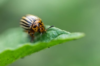 Colorado patates böceği yaprak yiyor..