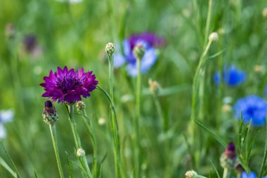 Güneşli yaz gününde çok renkli çiçek Centaurea siyanus tarlası,