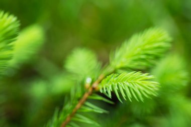 Parlak yeşil filizleri olan genç bir ladin dalının yakın çekimi. Fotoğrafta kozalaklı ağaçta yeni bir mevsimin ve büyümenin başlangıcını simgeleyen taze bahar büyümesi sergileniyor..