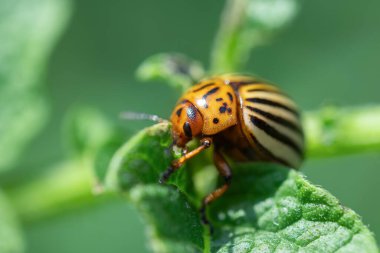 Bahçede yeşil çarşaf üzerinde patates böceği.