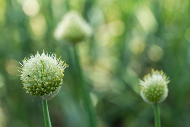 alan çiçeklenme Çince yeşil soğan.
