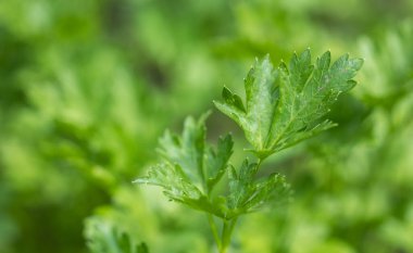 Maydanoz bahçede yetişir. Yeşil maydanoz yaprakları.