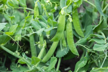 Kapsüller halinde yeşil bezelyeler yakın plan çekimde. seçici odak