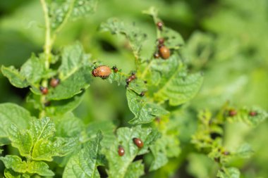 Bir sürü Colorado patates böceği. Colorado böceği patates yapraklarını genç yaşta yer. Colorado patates böceği..