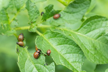 Colorado patates böceği larvaları patates yaprağının üzerinde..