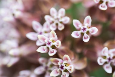 Asclepias Syriaca 'da yaygın olan süt otları çiçek açıyor.
