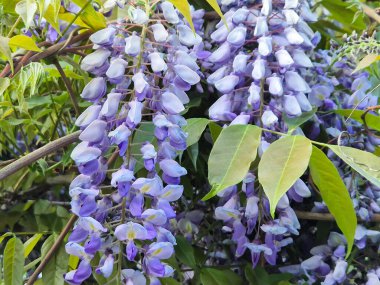 Çiçek açan Wisteria Sinensis 'in klasik mor çiçekleri. Baharda salkımlı bahçe.
