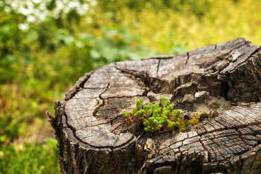 Sedum sexangulare, Crassulaceae familyasından bir bitki türü. Avrupa 'da yaygın,