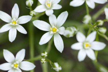 Ornithogalum çiçekleri. Bahar bahçesinde güzel çiçekler.