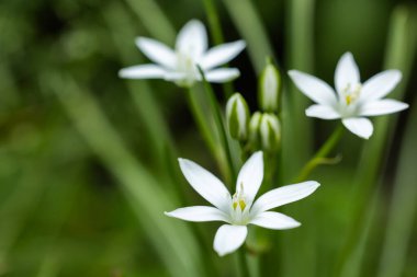 Mayıs ortasında Ornithogalum umbellatum tomurcukları ve beyaz çiçekleri.
