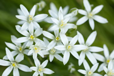 Ornithogalum çiçekleri. Bahar bahçesinde güzel çiçekler.