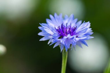 Çiçek çiçeği Centaurea siyanus güneşli bir günde çiçek açar..