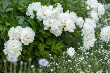 Parktaki beyaz şakayık çiçekleri. Büyük şakayık çiçekleri.