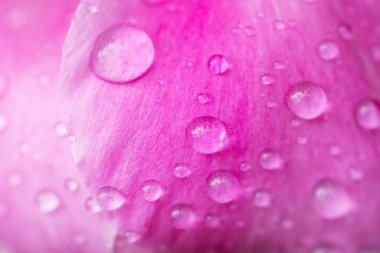 Su damlalarıyla süslenmiş pembe şakayık. Yağmurdan sonra çiçek. Pembe arka plandaki pembe yaprakların arka planı.