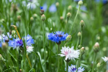 Güneşli yaz gününde çok renkli çiçek Centaurea siyanus tarlası,