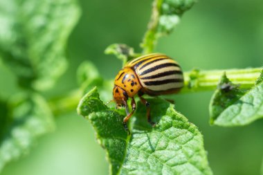 Colorado böceği patates yapraklarını genç yaşta yer. Böcekler tarladaki bir mahsulü yok eder. Vahşi yaşam ve tarım alanındaki parazitler.