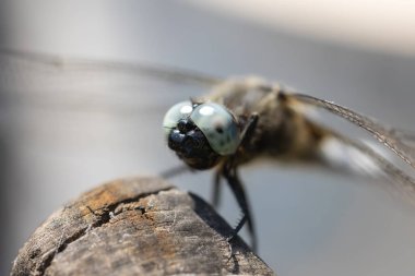 Bir yusufçuk aloe ucunda kanat çırpar.