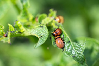 Patates yaprağında Colorado patates böceği larvası. Yakın plan. Tarım bitkilerini böcek ve böceklerden koruma teması üzerine parlak bir çizim..