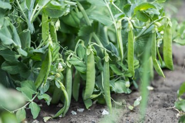 Tarlada kabuklu yeşil bezelyeler yakın..