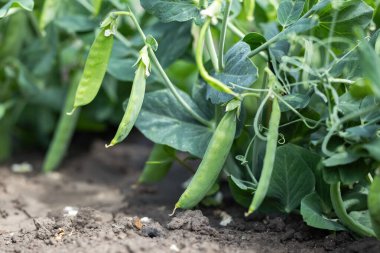 Bahçedeki yeşil bezelyeler.