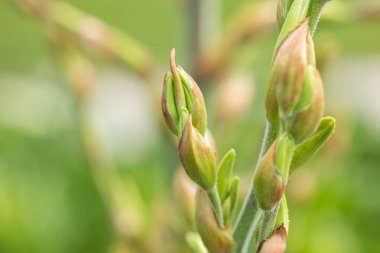 Yucca görkemli çiçek tomurcukları. Sonbahar bahçesinde güzel yukka çiçekleri. Beyaz Yucca bitkisi ya da çiçek bahçesi.