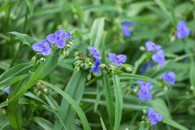 Tradescantia virginiana yeşil yapraklı mor çiçekler.