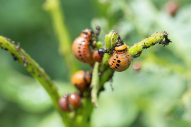 Bir sürü Colorado patates böceği. Colorado böceği patates yapraklarını genç yaşta yer. Colorado patates böceği..