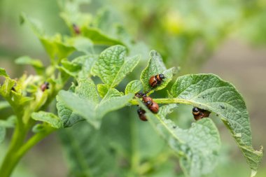 Patates yapraklarındaki Colorado patates böceği patates bitkilerini yok eder..
