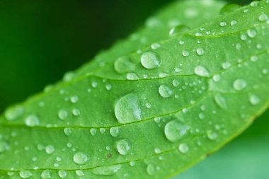 Yeşil yaprakların üzerindeki su damlacıklarının makro görüntüsü, yakın çekim yağmurlu mevsim çimenlere yağmur suyu damlatıyor.