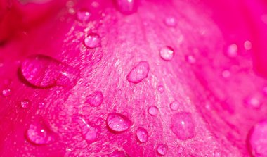 Su damlacıklı pembe çiçek yaprakları. Çiyli Gerbera çiçek yapraklarının makro fotoğrafçılığı.