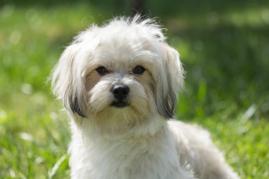 Küçük Maltese köpeği, beyaz, yeşil çimlerde koşuyor, çimlerde poz veriyor..
