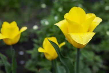 Sarı bir laleye yakın yağmur damlalarıyla.
