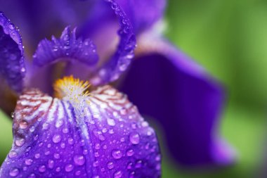 İris çiçeği tomurcuğu ve su damlası. Doğal bulanık arkaplan. Mor, mavi, sarı renk.