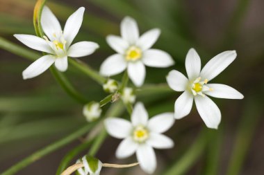 Mayıs ortasında Ornithogalum umbellatum tomurcukları ve beyaz çiçekleri.