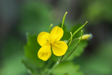 Celandine çiçekleri, tıbbi bitkiler celandine,