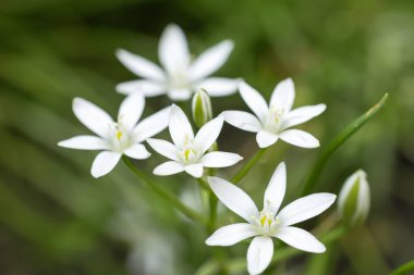 Mayıs ortasında Ornithogalum umbellatum tomurcukları ve beyaz çiçekleri.