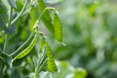 Kapsüller halinde yeşil bezelyeler yakın plan çekimde. seçici odak