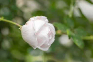 Yeşil yapraklardan oluşan bir arka planda beyaz güller açar. Güzel yaz çiçeği. Doğal arkaplan.