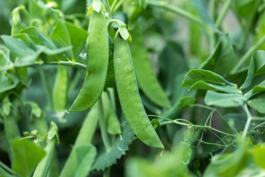 Bahçedeki yeşil bezelyeler.