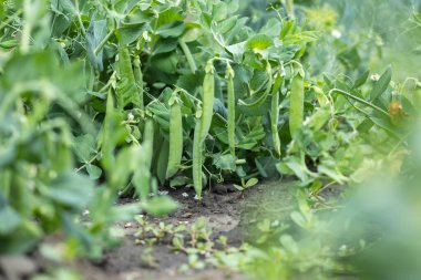 Tarlada kabuklu yeşil bezelyeler yakın..