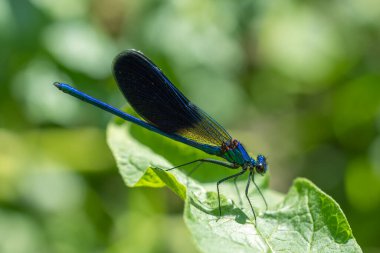 Mavi yusufçuk: güzel matmazel kalopteriks başak,