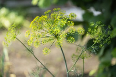 Dereotu şemsiyelerinin bulanık çiçek arkaplanı. Çiçek açan bir bahçe bitkisi. Rezene. Seçici odaklanma. Sağlıklı yemek, yaz, hasat konsepti.