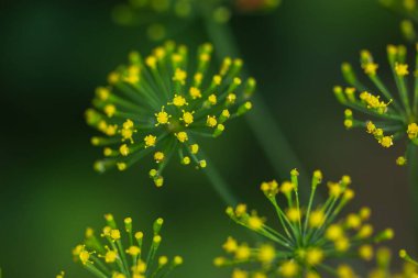 Dereotu şemsiyelerinin bulanık çiçek arkaplanı. Çiçek açan bir bahçe bitkisi. Rezene. Seçici odaklanma. Sağlıklı yemek, yaz, hasat konsepti.