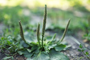 Broadleaf plantain Taş zemindeki ot kadar büyük bir bitki.