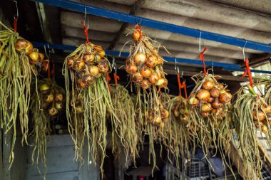 Kurutmak için sallanan taze soğanlar.,