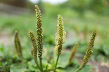 Broadleaf plantain Taş zemindeki ot kadar büyük bir bitki.