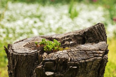 Ormandaki ağaç kütüğü.