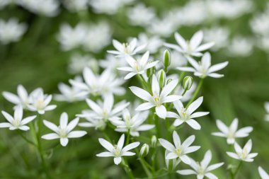 Ornithogalum çiçekleri. Bahar bahçesinde güzel çiçekler.